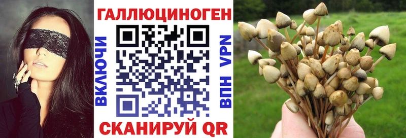 MEGA tor  Аркадак  Псилоцибиновые грибы Psilocybine cubensis 
